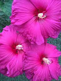 Hibiscus Jazzberry Jam Beautiful Rose Flowers Beautiful Pink Flowers Hardy Hibiscus