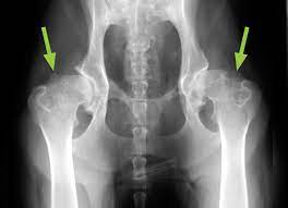 Osteosarcoma is less common in cats. Osteoarthritis In Dogs And Cats