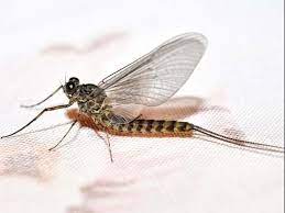 Get right to the point during the talk. How To Get Rid Of Mayflies Mayfly Control Prevention
