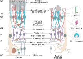 We did not find results for: A Look Into Retinal Organoids Methods Analytical Techniques And Applications Springerlink