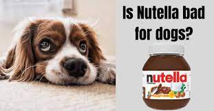 Is Nutella Bad For Dogs What To Do If Your Dog Eats Nutella