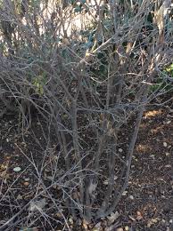 Image result for Dovyalis hispidula