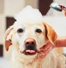 Whether you feel like exploring the denver art museum and craft cocktails or decide to hike to mills lake in rocky mountain national park, you're in for a. Dog Spa Denver Self Service Dog Wash Denver Grooming