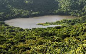Día de las abejas para celebrar una labor que va más allá de lo ambiental. Colombia Anfitrion Del Dia Mundial Del Medio Ambiente 2020