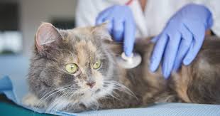Approaching Cases Of Congestive Heart Failure In Cats Veterinary Practice