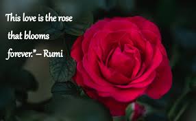 Quotes beautiful flowers for her. How Some Flower Quotes Express Love Life Lush Happiness And Reality