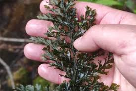 Image result for Vandenboschia gigantea