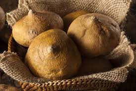 Oltre ai pomodori e alle patate crude, il cioccolato è velenoso per gli animali domestici. Jicama La Patata Che Si Mangia Cruda Ilcuocoincamicia Com