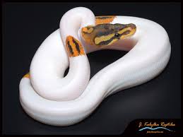Piebald Yellow Belly Pumpkin Pied piebald yellow belly pumpkin pied