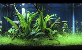 My First Planted Tank 10 Gallon Low Tech Betta Haven Aquascaping Aquascape Fish Tank Design Aquascape Design