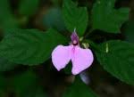 Image result for Impatiens psychadelphoides