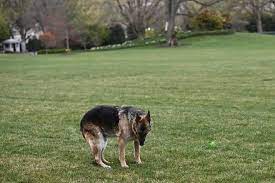 Joe biden's dog, major, has been involved in its second biting incident in a month, the white house has said. Uco3tcmjxxdxzm