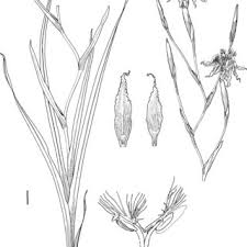 Image result for Ferraria welwitschii