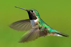 What flowers do hummingbirds like in colorado. It S Time To Welcome Back The Hummers
