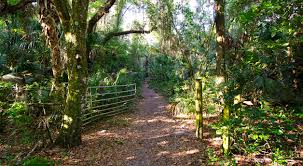 Image result for Alafia