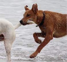 How To Stop A Dog From Biting His Tail Pethelpful