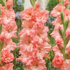 Image result for Gladiolus virgineus