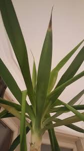 Is the plant getting new leaves at the top? Houseplants Forum Death Of A Yucca A Cry For Help Garden Org