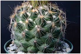 Throw blanket cactus throw blanket mexican texas cactus plants spikes cartoon. Colorful Coryphanthas Part I