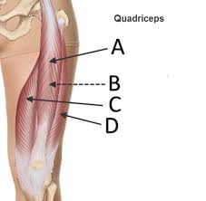 We did not find results for: Anatomy Quiz Muscles Of The Leg