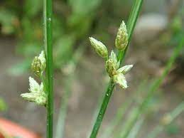 水草亂亂拍 小水莞004 jpg hslin的相簿 痞客邦pixnet plants