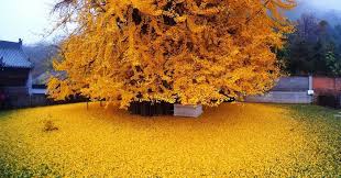 1 400 Year Old Chinese Ginkgo Tree Drops Leaves That Drown Buddhist Temple In A Yellow Ocean Ginkgo Tree Ginkgo Biloba Tree Gingko Biloba Tree