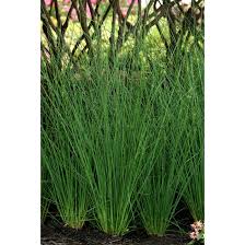 Image result for Juncus exsertus
