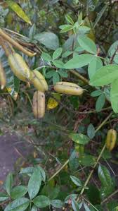 Image result for Crotalaria micans