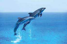 Complete dolphin facts for kids that will answer all the questions that arise in a kids' mind. March Is Dolphin Awareness Month Britannica