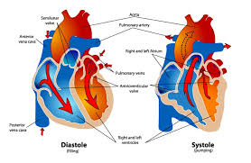 Did you know that your heart beats roughly 100,000 times every day, moving five to six quarts of blood through your body every minute? Healthy Heart Heart Rate And Lifestyle Cardiosecur