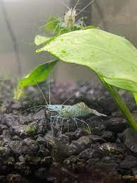 Ghost shrimp turning brown