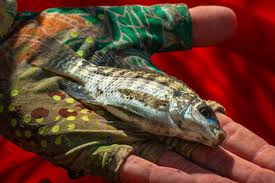 7 Aquarium And Pond Fish That Eat Mosquito Larvae But Not Tadpoles |  Control Household Pests | Guppy Fish, Guppy, Saltwater Aquarium Fish
