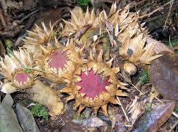 Image result for Tapinanthus constrictiflorus