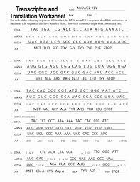 Dna is unzipped and read by rna polymerase in the nucleus. Protein Synthesis Transcription And Translation Worksheet Answers Transcription And Translation Dna Transcription And Translation Dna Transcription