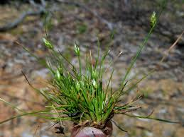 Image result for Isolepis prolifera