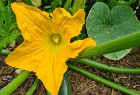 Its easy peasy to grow zucchini | Canberra CityNews