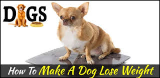 Check spelling or type a new query. How To Make A Dog Lose Weight Weight Loss For Dogs Dogsfud
