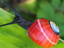 Image result for Polymixis polymita