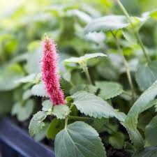 Image result for Acalypha chirindica
