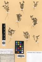 Image result for Polycarpaea prostratum