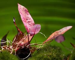 Image result for Nymphaea lotus