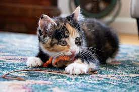 Kitten Teething Expected Age How You Can Help Hill S Pet