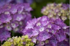 The Best Flowers To Plant In Morning Sun Afternoon Shade Hunker Part Shade Plants Shade Plants Growing Hydrangeas