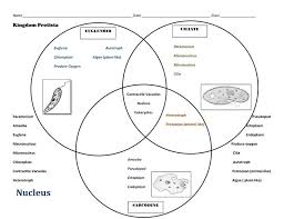 Bacteria animal and plant cell venn diagram. Is Bacteria An Animal All About Bacteria Images