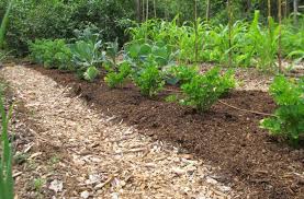 Maybe you would like to learn more about one of these? Easy No Dig Gardening Get Better Soil With Less Work Joe Gardener