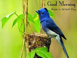 Hd Wallpaper Birds And Flowers Good Morning Images With Flowers And Birds Morning Images Morning Pictures Good Morning Wallpaper