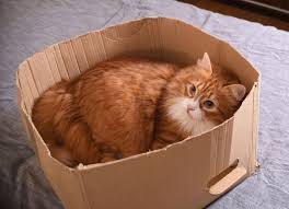 ‪Why Do Cats Like Boxes? | Cats, Boxes, Safety, Warmth, & Play | Britannica‬‏