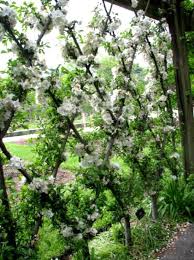 Planter Un Espalier Ou Une Palmette Chez Vous Idees Jardin Jardin Potager Art Des Jardins