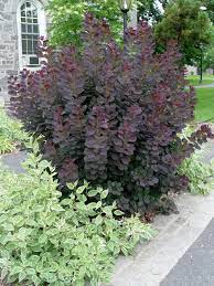O Cotinus Coggygria Smoke Tree Smoke Tree Landscaping Plants Front Yard Landscaping