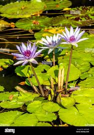 Image result for Nymphaeaceae